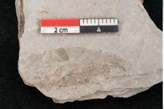 Foto (Objekt + Etikett) von Cinnamomum intermedium Ettingshausen (NHMW-GEO-2024-0188-10154)